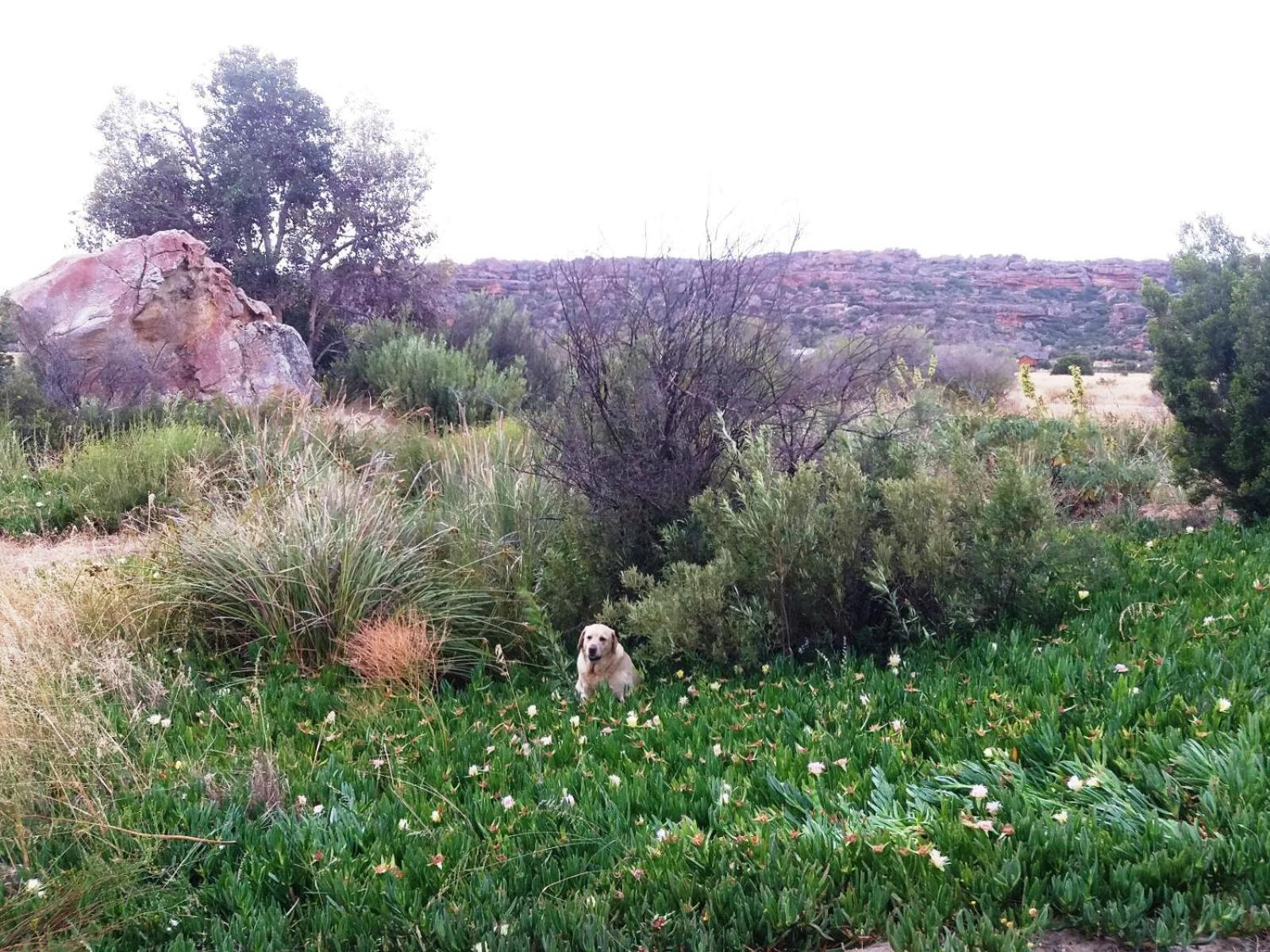Villa Alpha Excelsior Guest Farm Clanwilliam Zimmer foto